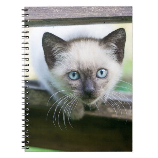 Niedliche Kleintiere | Siamese Kitten 2 Notizblock (Vorderseite)