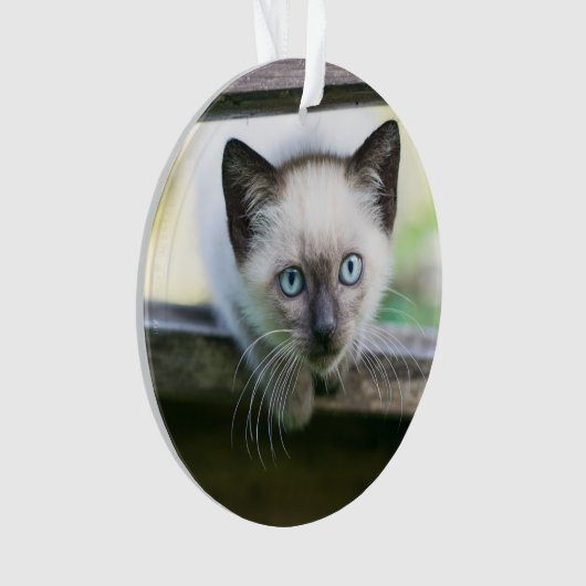 Niedliche Kleintiere | Siamese Kitten 2 Ornament (Vorderseite)