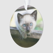 Niedliche Kleintiere | Siamese Kitten 2 Ornament (Vorderseite)