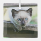 Niedliche Kleintiere | Siamese Kitten 2 Ornament Aus Glas (Vorderseite)