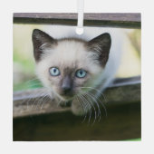 Niedliche Kleintiere | Siamese Kitten 2 Ornament Aus Glas (Rückseite)