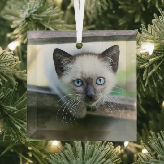 Niedliche Kleintiere | Siamese Kitten 2 Ornament Aus Glas (Insitu)