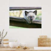 Niedliche Kleintiere | Siamese Kitten 2 Poster (Küche)
