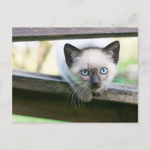 Niedliche Kleintiere Siamese Kitten 2 Postkarte