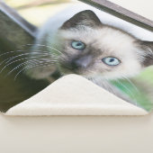 Niedliche Kleintiere | Siamese Kitten 2 Sherpadecke (3/4)