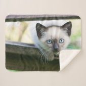 Niedliche Kleintiere | Siamese Kitten 2 Sherpadecke (Vorderseite (Horizontal))