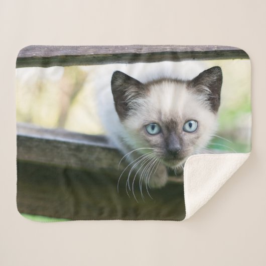 Niedliche Kleintiere | Siamese Kitten 2 Sherpadecke (Vorderseite (Horizontal))