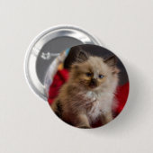 Niedliche Kleintiere | Siamese Kitten Button (Vorne & Hinten)