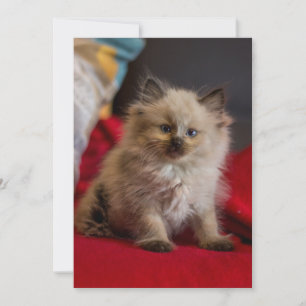 Niedliche Kleintiere Siamese Kitten Dankeskarte