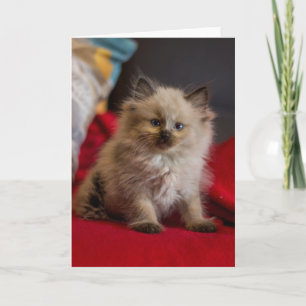 Niedliche Kleintiere   Siamese Kitten Karte