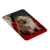 Niedliche Kleintiere | Siamese Kitten Magnet (Rechte Seite)