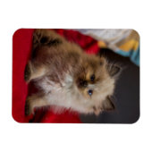 Niedliche Kleintiere | Siamese Kitten Magnet (Horizontal)