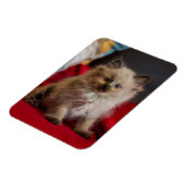 Niedliche Kleintiere | Siamese Kitten Magnet (Linke Seite)
