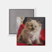 Niedliche Kleintiere | Siamese Kitten Magnet (Vorderseite/Rückseite)