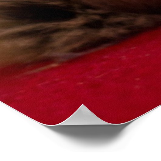 Niedliche Kleintiere | Siamese Kitten Poster (Ecke)