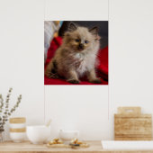 Niedliche Kleintiere | Siamese Kitten Poster (Küche)