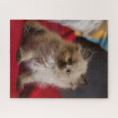 Niedliche Kleintiere | Siamese Kitten Puzzle (Horizontal)