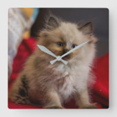 Niedliche Kleintiere | Siamese Kitten Quadratische Wanduhr (Vorderseite)