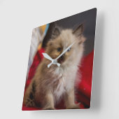 Niedliche Kleintiere | Siamese Kitten Quadratische Wanduhr (Winkel)