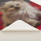 Niedliche Kleintiere | Siamese Kitten Sherpadecke (3/4)