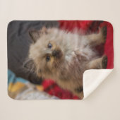 Niedliche Kleintiere | Siamese Kitten Sherpadecke (Vorderseite (Horizontal))