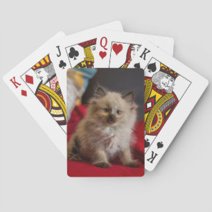 Niedliche Kleintiere Siamese Kitten Spielkarten