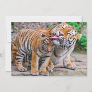 Niedliche Kleintiere Sibirische Tiger-Familie Dankeskarte