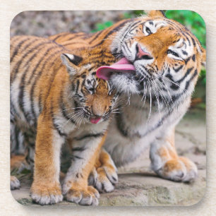Niedliche Kleintiere   Sibirische Tiger-Familie Getränkeuntersetzer