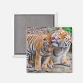 Niedliche Kleintiere | Sibirische Tiger-Familie Magnet (Vorderseite/Rückseite)