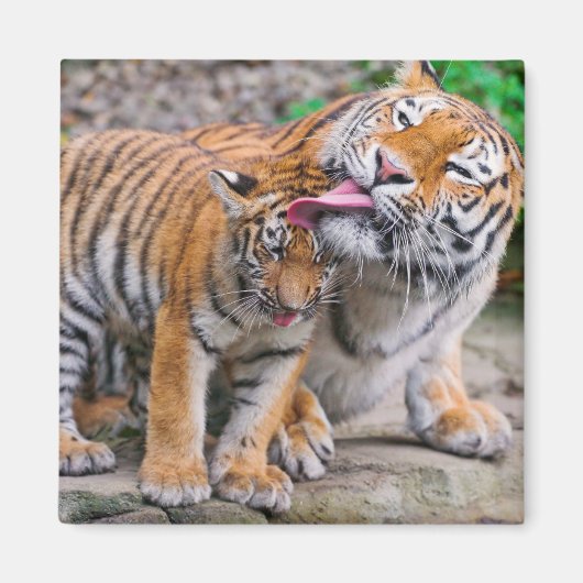 Niedliche Kleintiere | Sibirische Tiger-Familie Magnet (Vorne)