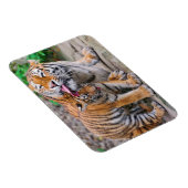 Niedliche Kleintiere | Sibirische Tiger-Familie Magnet (Rechte Seite)