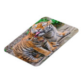 Niedliche Kleintiere | Sibirische Tiger-Familie Magnet (Linke Seite)