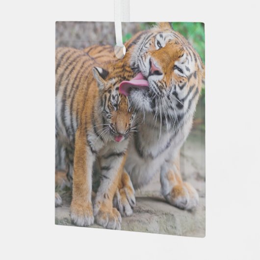 Niedliche Kleintiere | Sibirische Tiger-Familie Ornament Aus Glas (Vorderseite links)