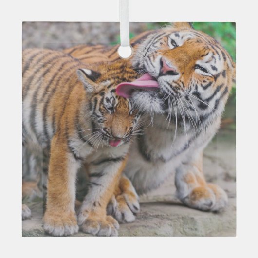 Niedliche Kleintiere | Sibirische Tiger-Familie Ornament Aus Glas (Vorderseite)