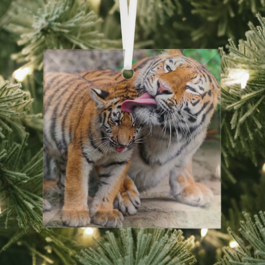 Niedliche Kleintiere | Sibirische Tiger-Familie Ornament Aus Glas (Insitu)
