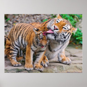 Niedliche Kleintiere   Sibirische Tiger-Familie Poster