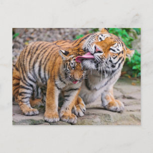 Niedliche Kleintiere   Sibirische Tiger-Familie Postkarte