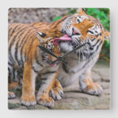 Niedliche Kleintiere | Sibirische Tiger-Familie Quadratische Wanduhr (Vorderseite)