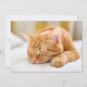 Niedliche Kleintiere | Sleeping Ginger Cat Dankeskarte (Vorderseite)