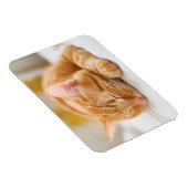 Niedliche Kleintiere | Sleeping Ginger Cat Magnet (Rechte Seite)
