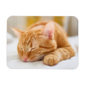 Niedliche Kleintiere | Sleeping Ginger Cat Magnet (Horizontal)