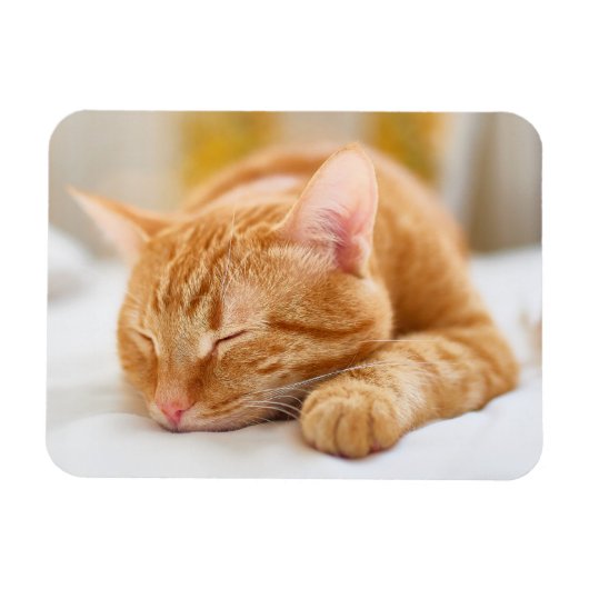 Niedliche Kleintiere | Sleeping Ginger Cat Magnet (Horizontal)