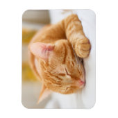 Niedliche Kleintiere | Sleeping Ginger Cat Magnet (Vertikal)