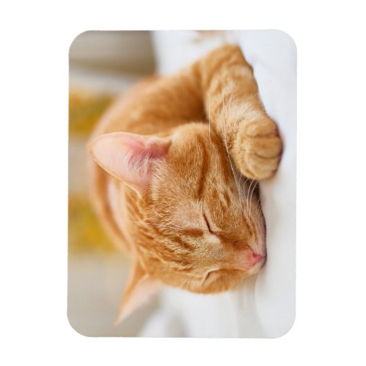 Niedliche Kleintiere | Sleeping Ginger Cat Magnet (Vertikal)