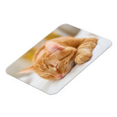 Niedliche Kleintiere | Sleeping Ginger Cat Magnet (Linke Seite)