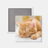 Niedliche Kleintiere | Sleeping Ginger Cat Magnet (Vorderseite/Rückseite)