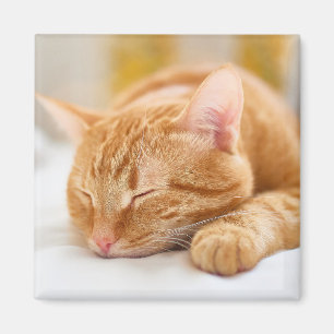 Niedliche Kleintiere   Sleeping Ginger Cat Magnet
