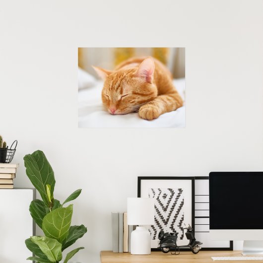 Niedliche Kleintiere | Sleeping Ginger Cat Poster (Heimbüro)