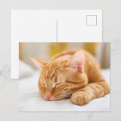 Niedliche Kleintiere | Sleeping Ginger Cat Postkarte (Vorne/Hinten)