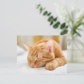 Niedliche Kleintiere | Sleeping Ginger Cat Postkarte (Stehend Vorderseite)